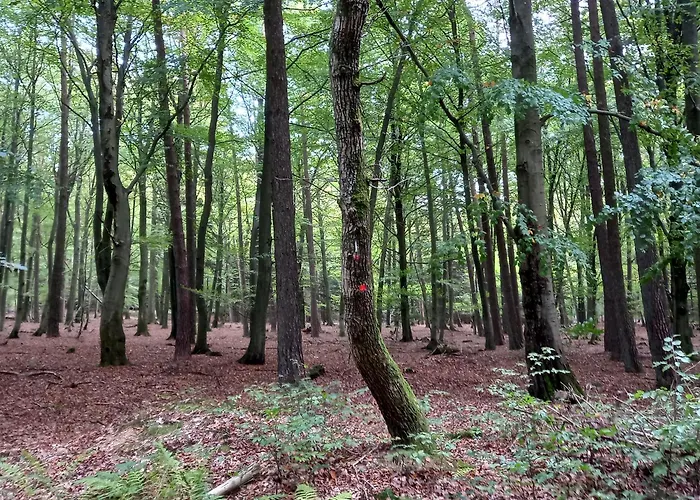 Le Verger D' Adele * Vielsalm